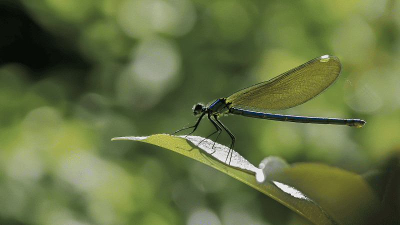 Una fotografía macro de una libélula